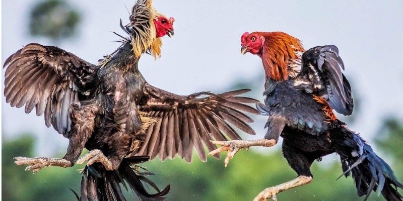 Đá Gà Cựa Dao - Hình Thức Cá Cược Kịch Tính Nhất Tại 23Win 2025 5 Đá gà cựa dao là gì? Tổng quan về hình thức cá cược đỉnh cao